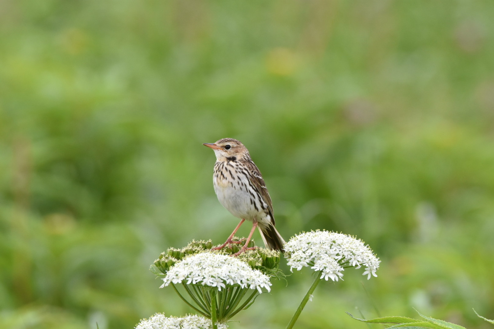 image Pechora Pipit